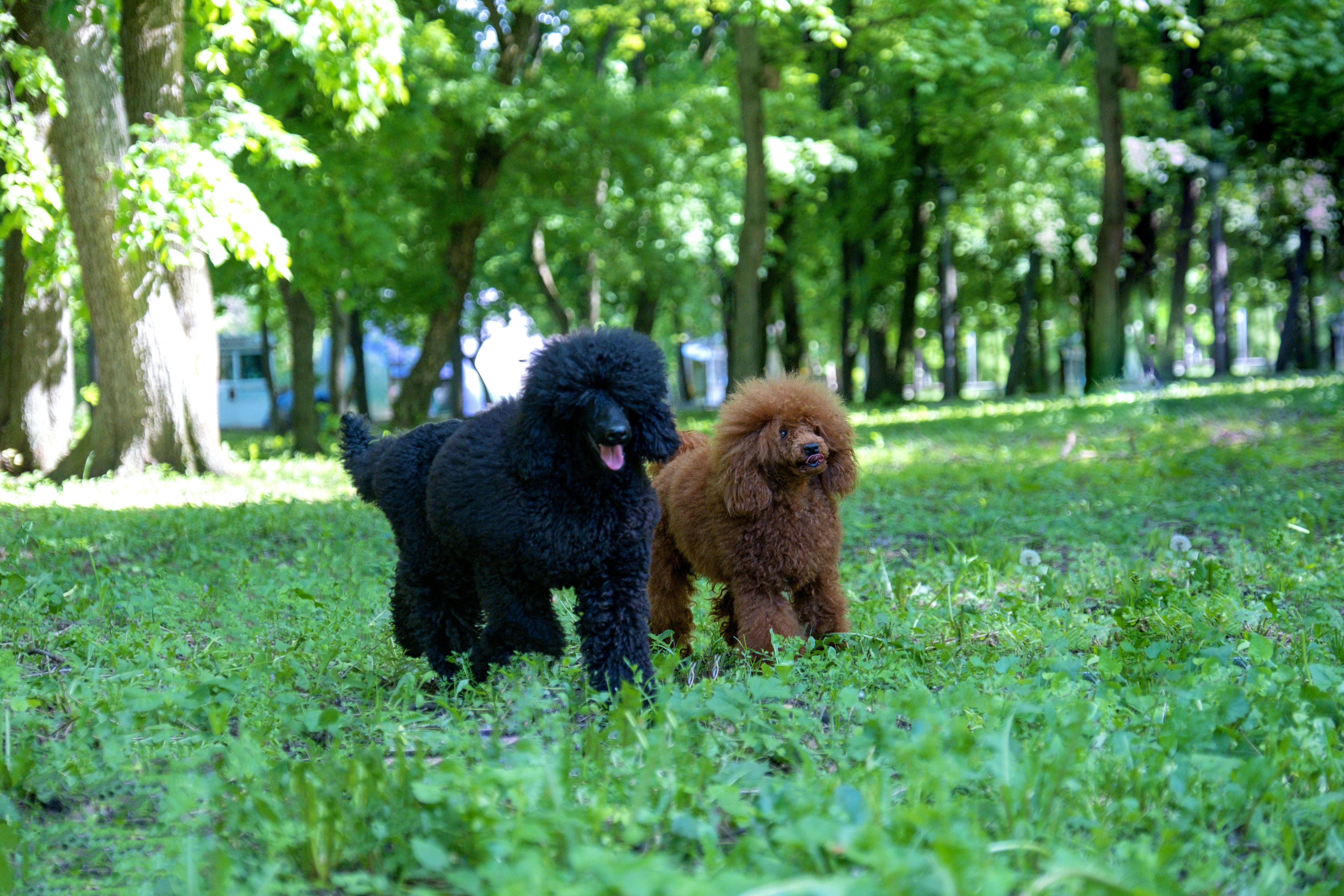 Dog sniffing for mold detection in New Hampshire